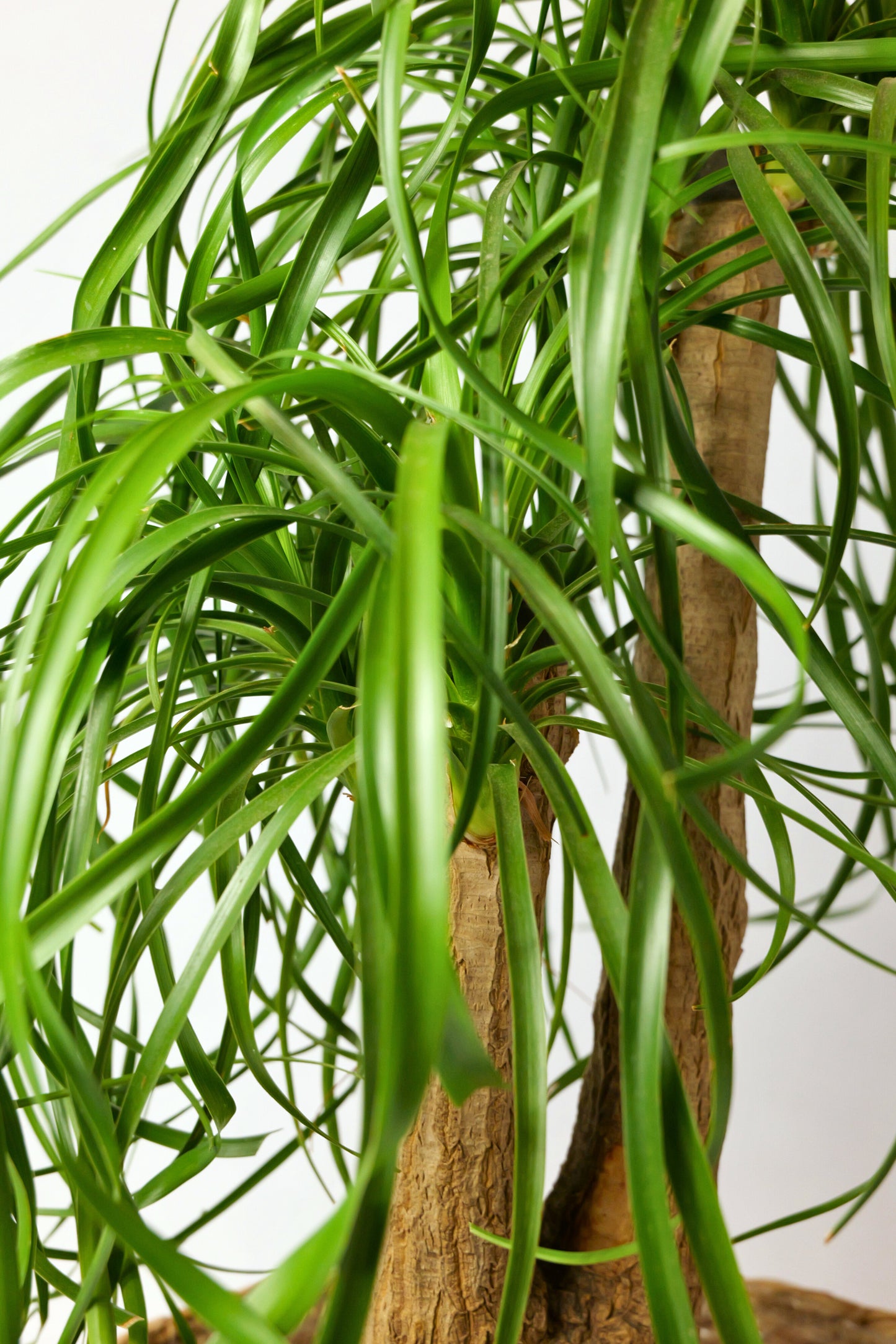 Beaucarnea