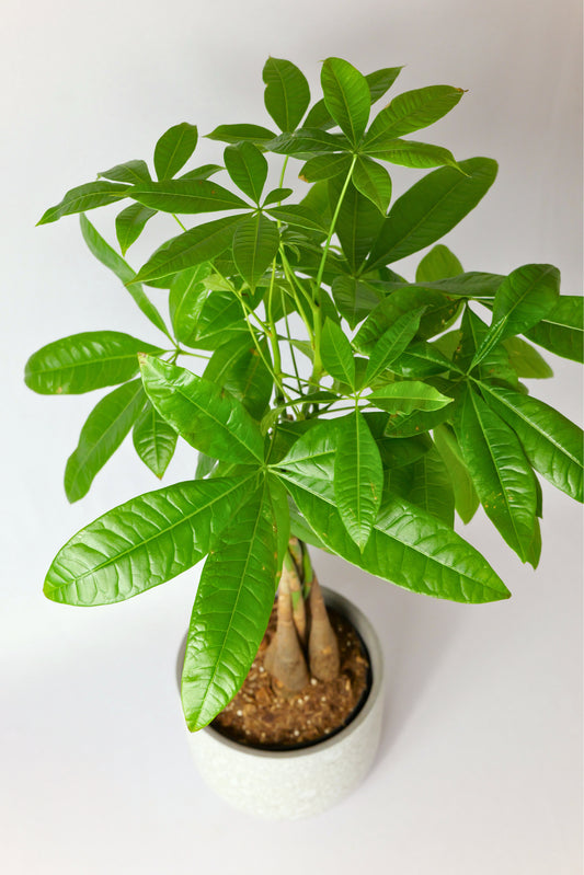 Pachira Árbol del Dinero