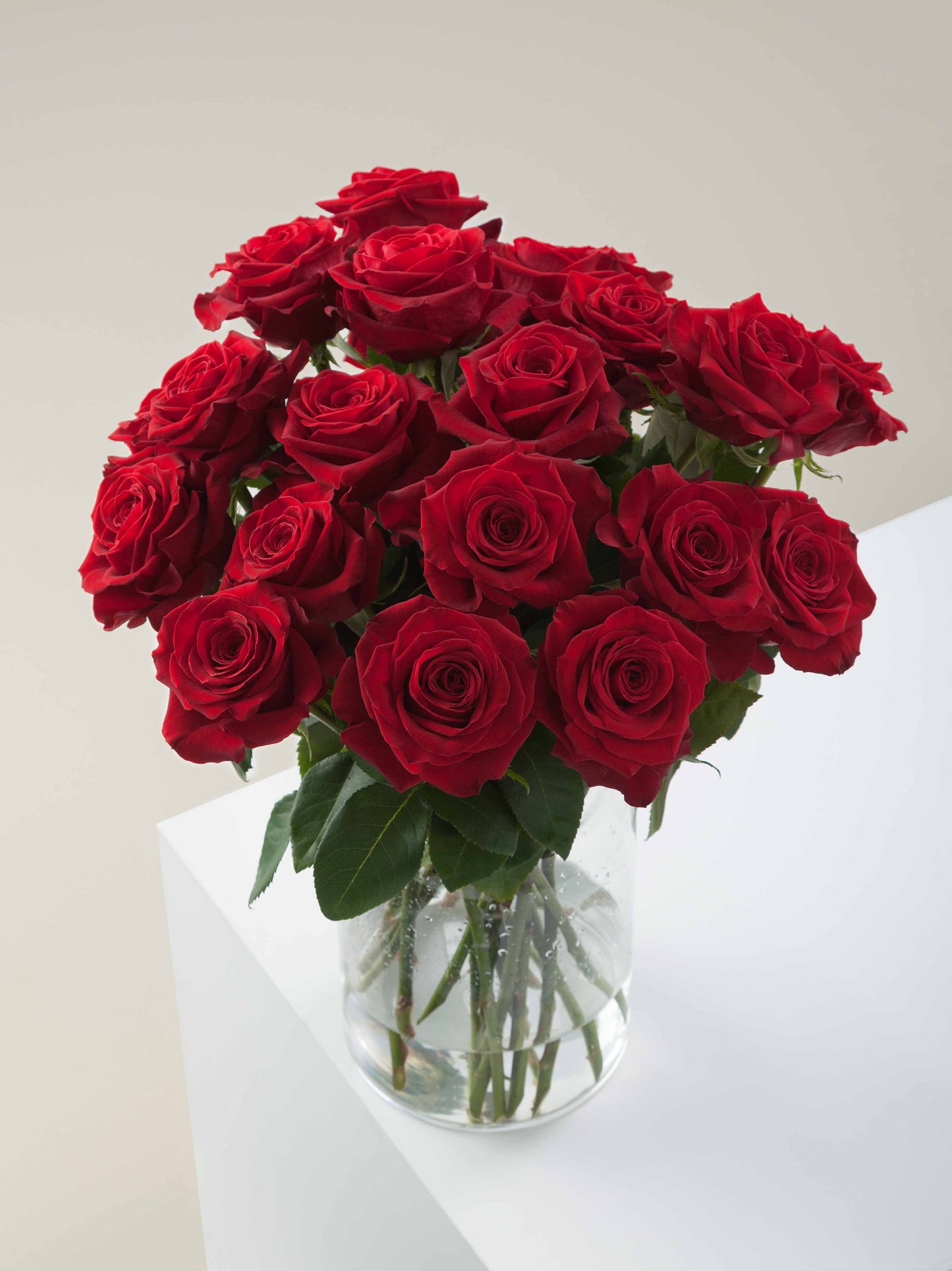 Ram Roses Rojas Premium