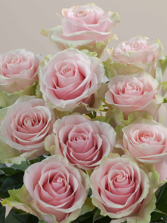 Ramo Rosas Premium rosada