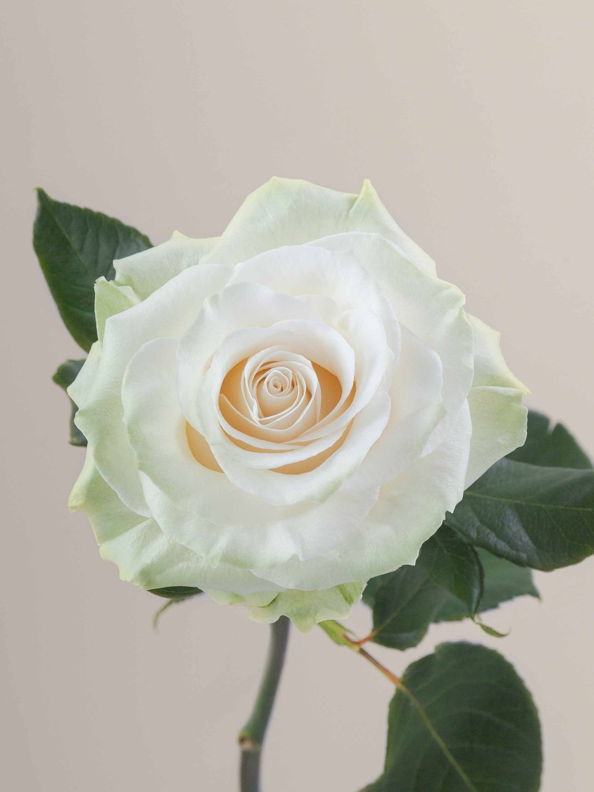 Ramo Rosas Premium Blancas