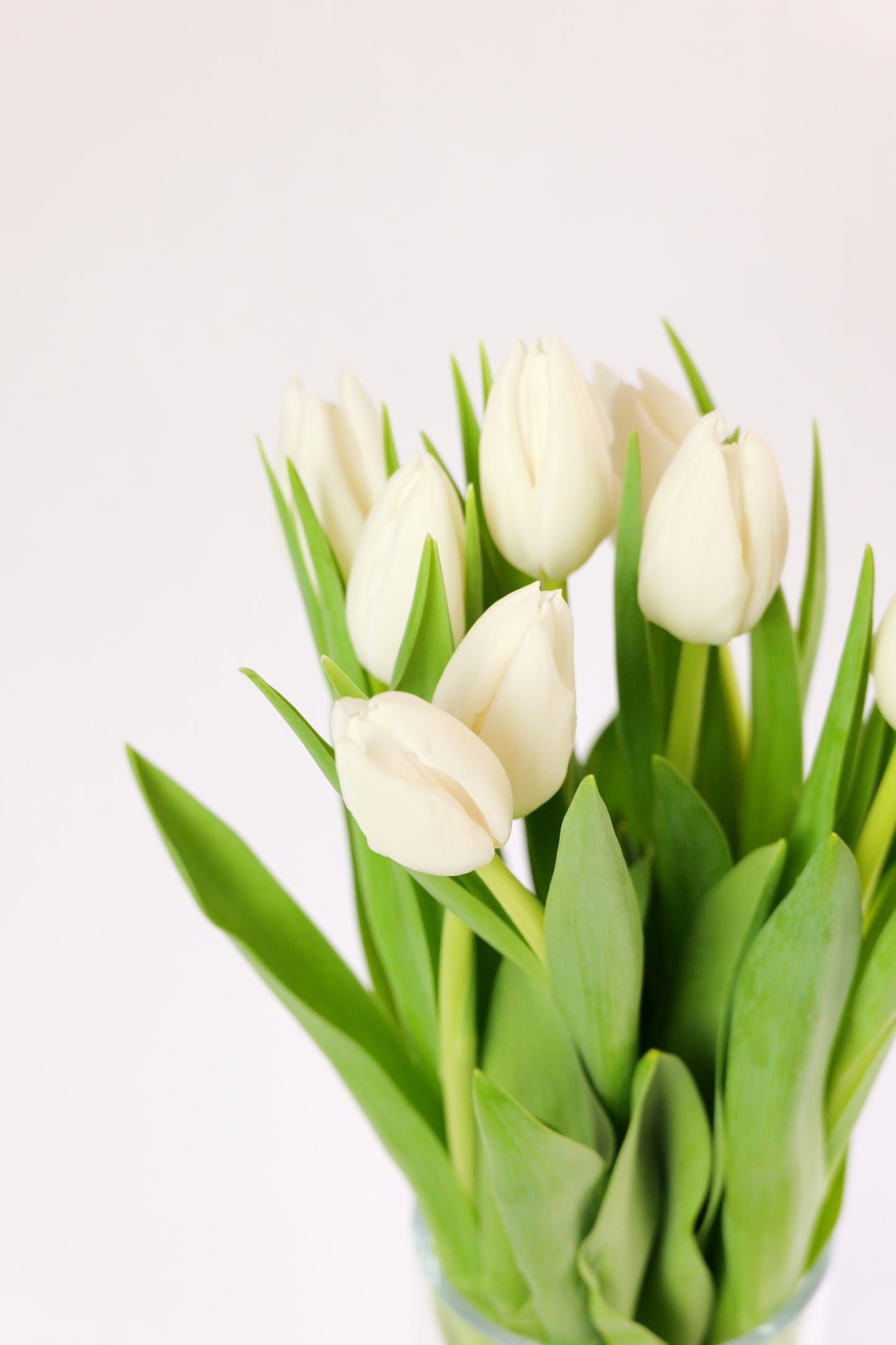 Ram de Tulipans