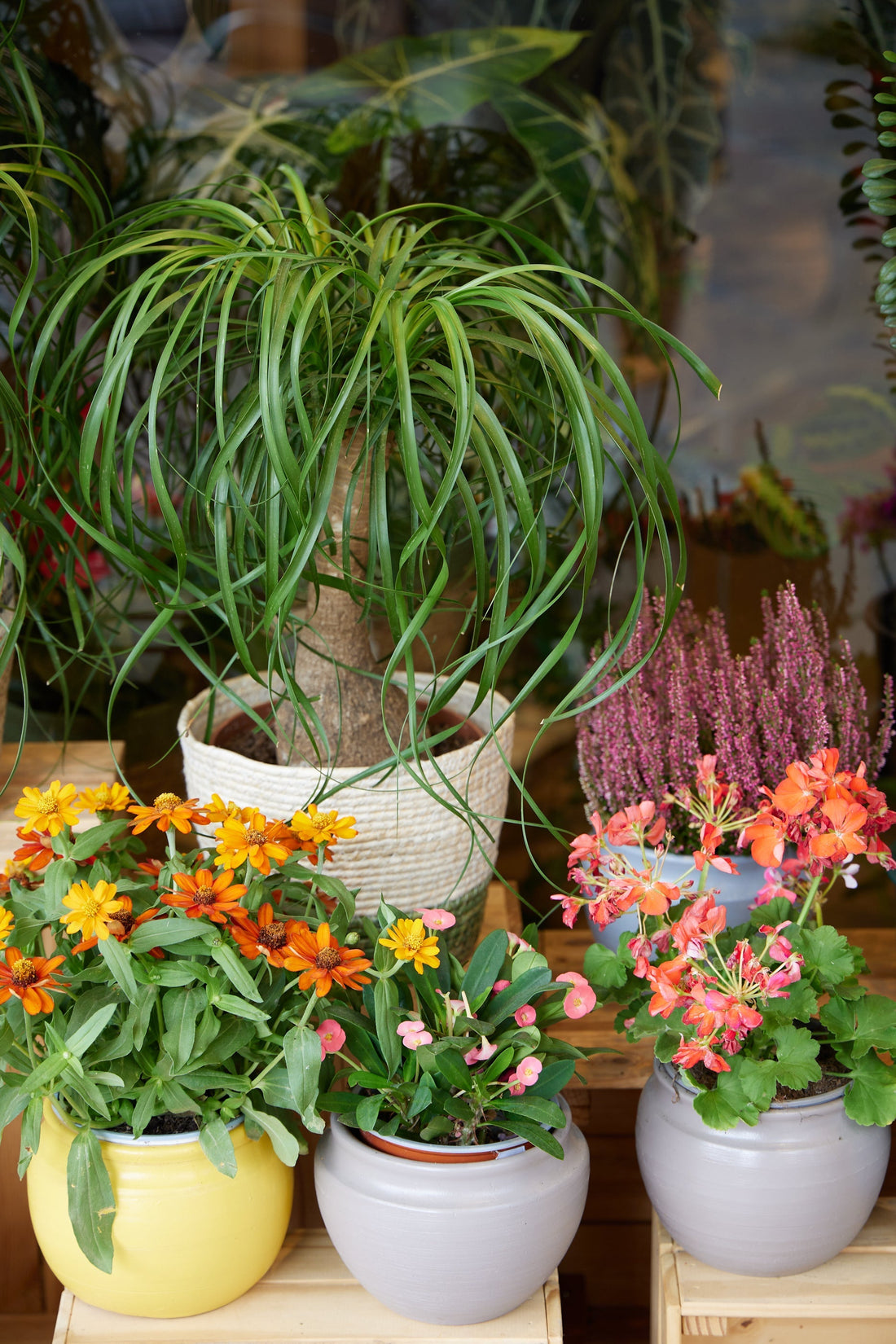 Por qué se te mueren las plantas (spoiler: las riegas mal) | D'Vivi