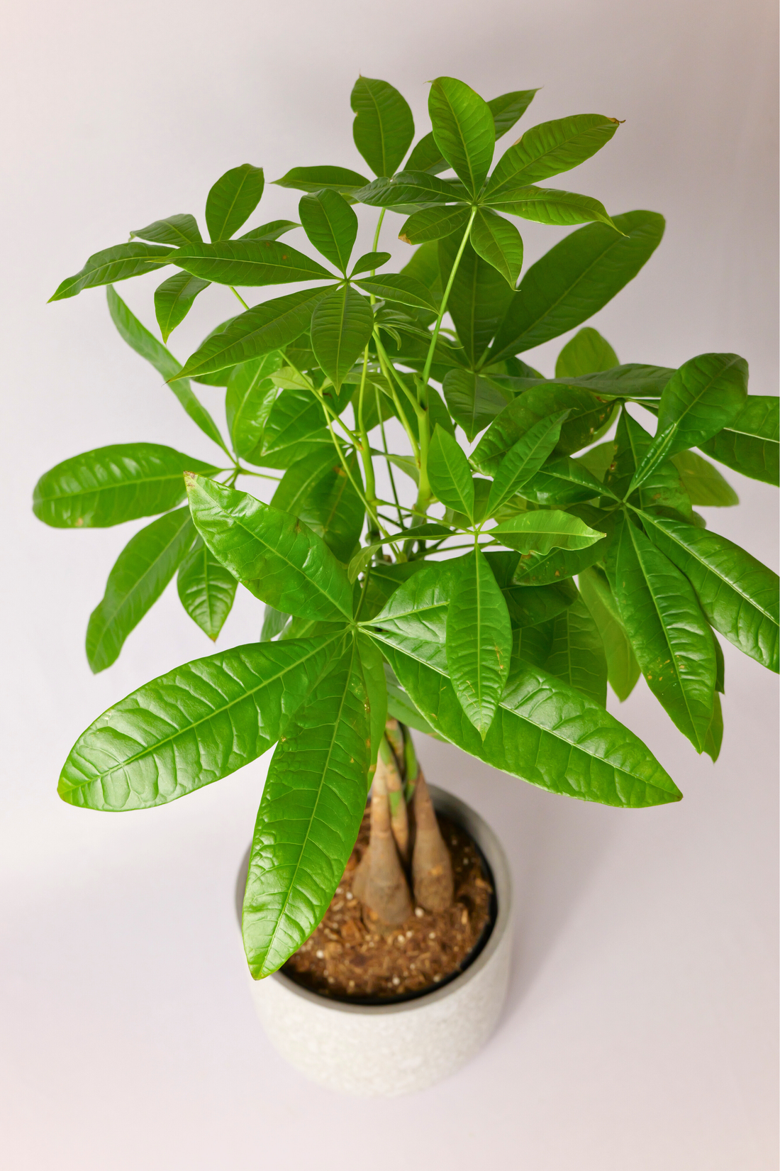 Día del Padre: sí, también se regalan flores | D'Vivi