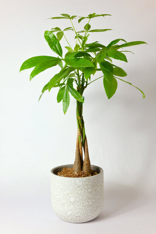 Te vas de vacaciones y tus plantas se quedan solas: qué hacer