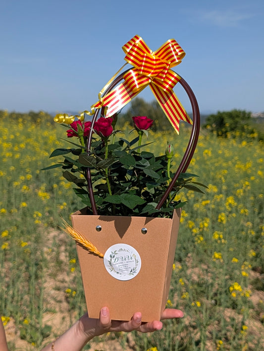 Mini Rosales Sant Jordi · Pack 2 unidades