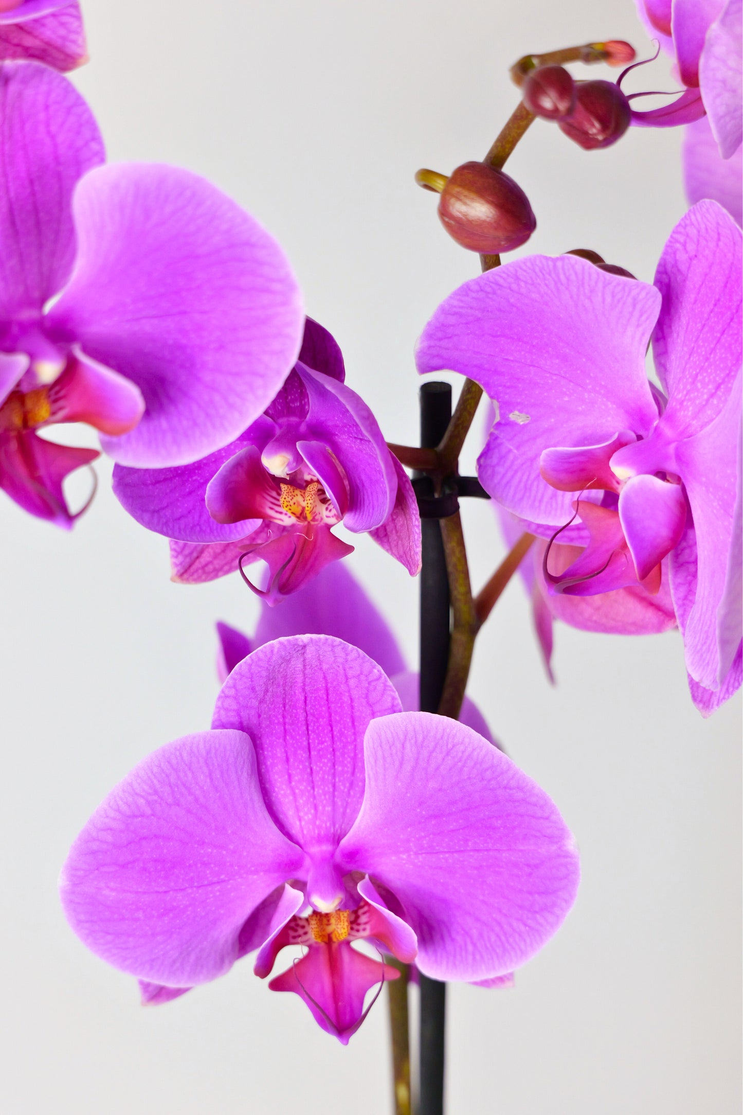Orquídia Phalaenopsis 