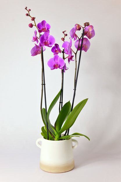 Orquídia Phalaenopsis 