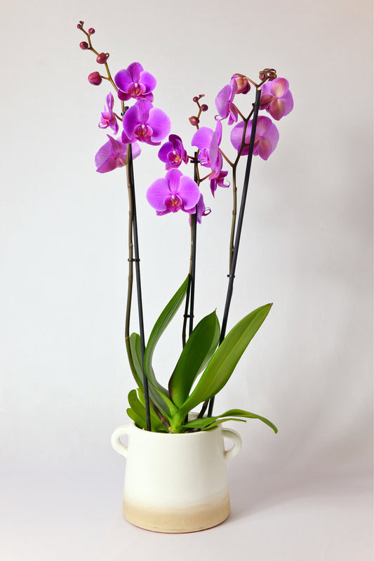 Orquídea Phalaenopsis