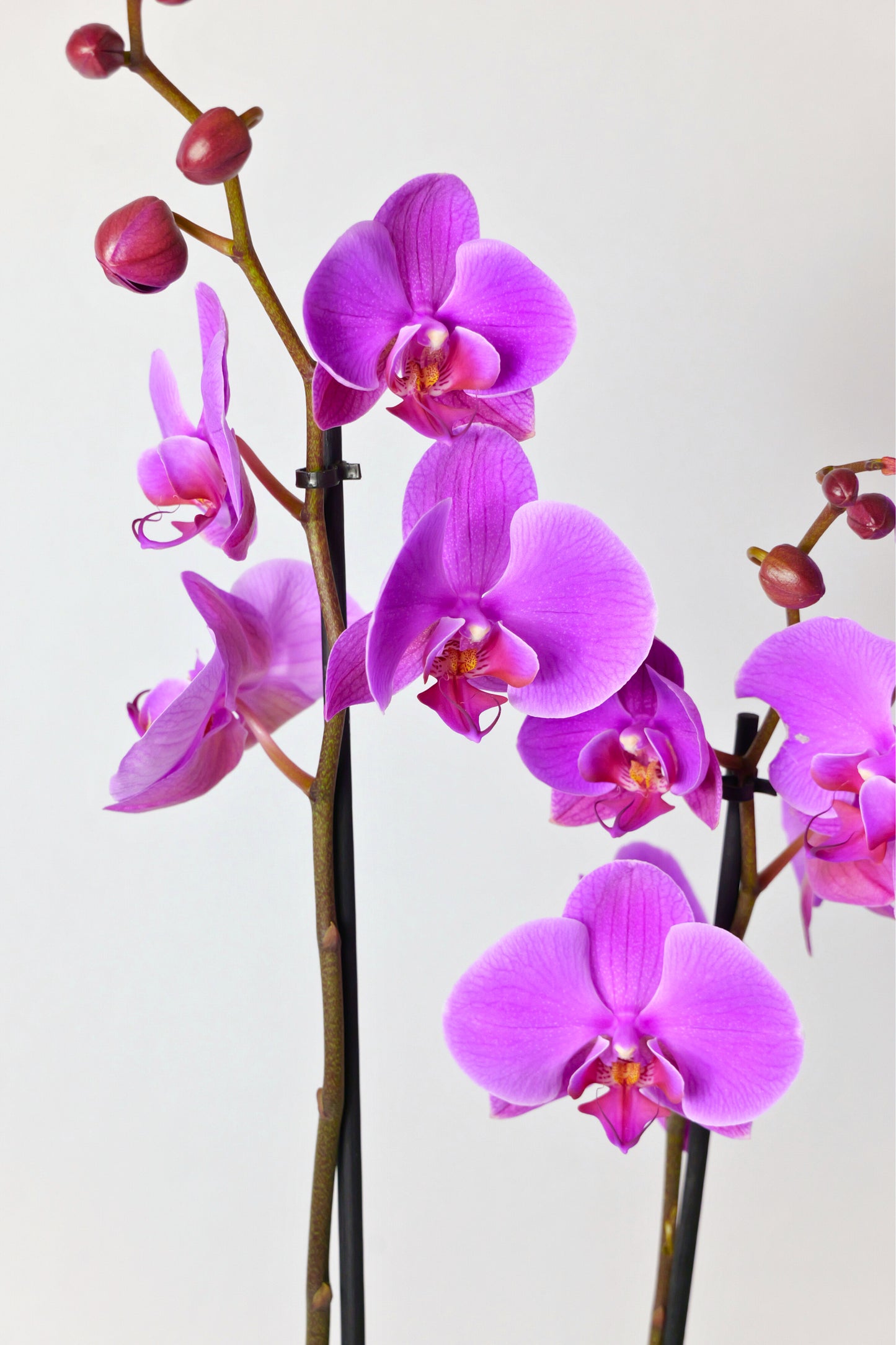 Orquídia Phalaenopsis 