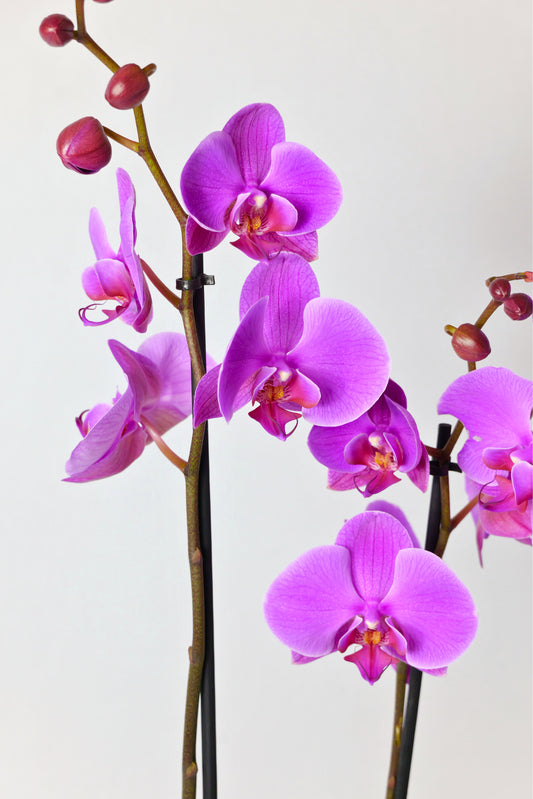 Orquídea Phalaenopsis