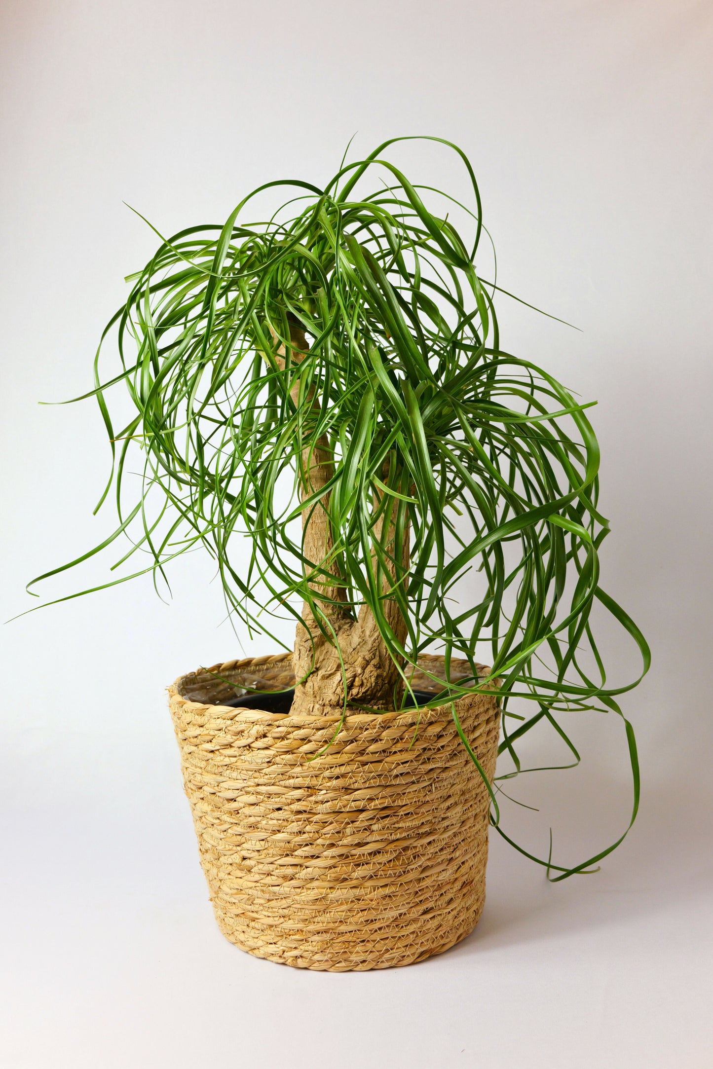 Beaucarnea 