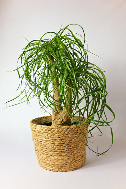 Beaucarnea 