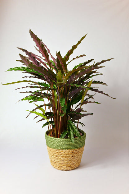 Calathea 