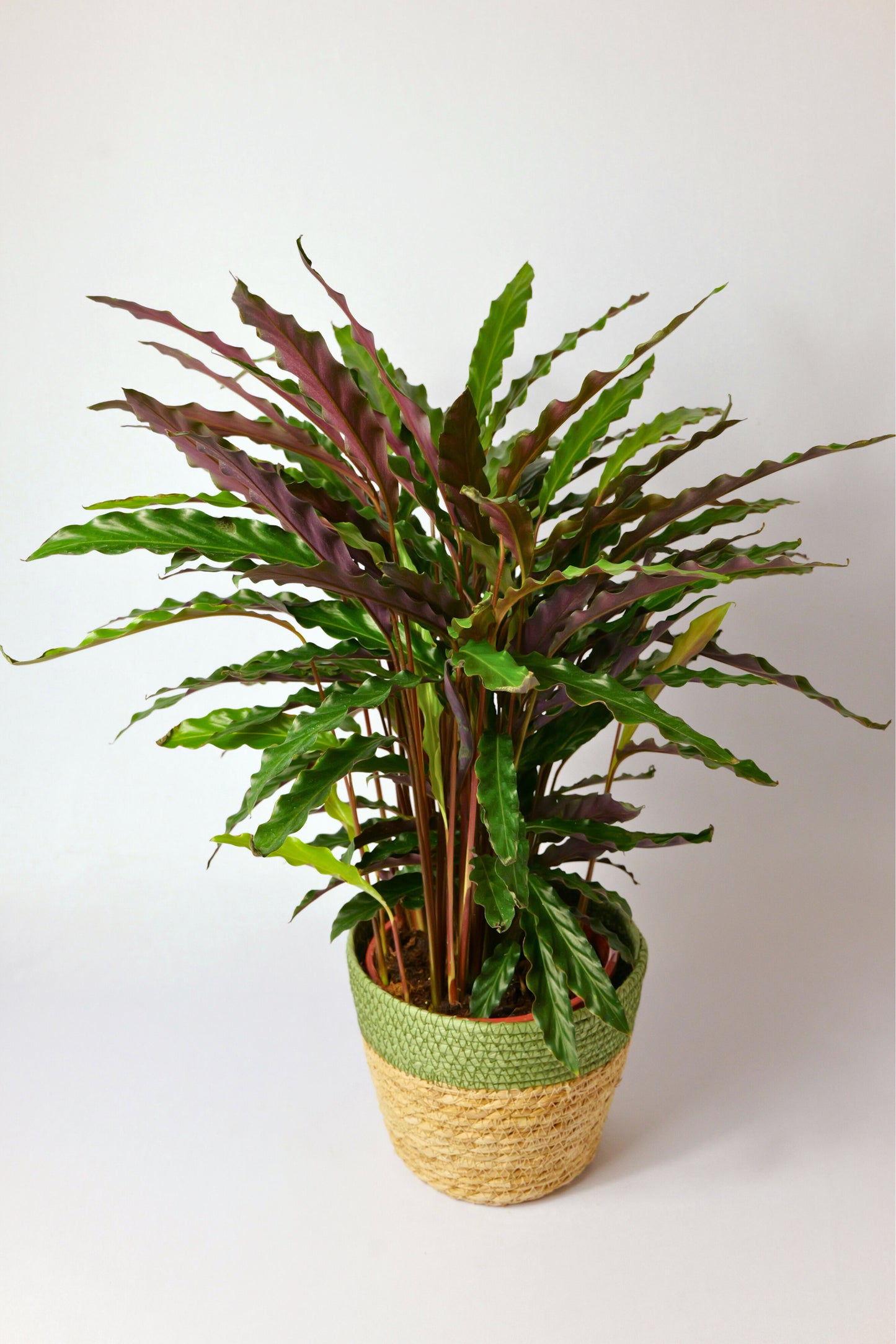 Calathea 