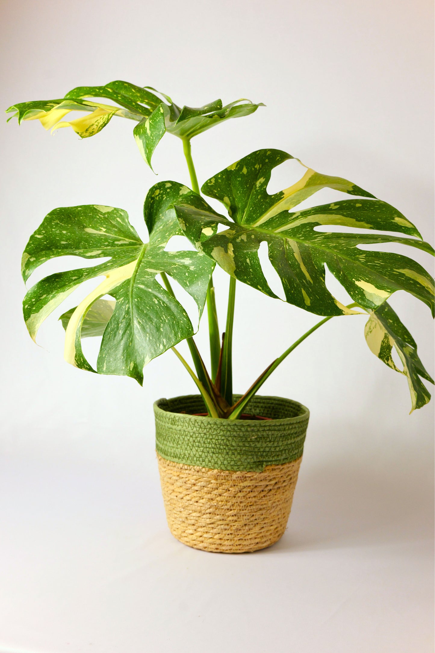 Monstera Variegada