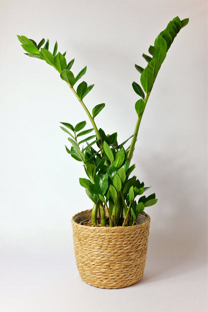 Zamioculca