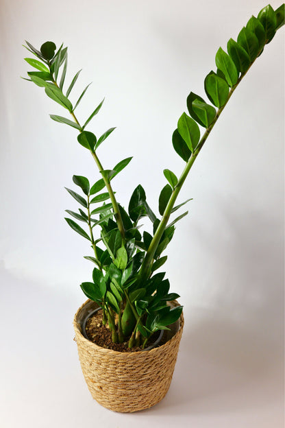 Zamioculca