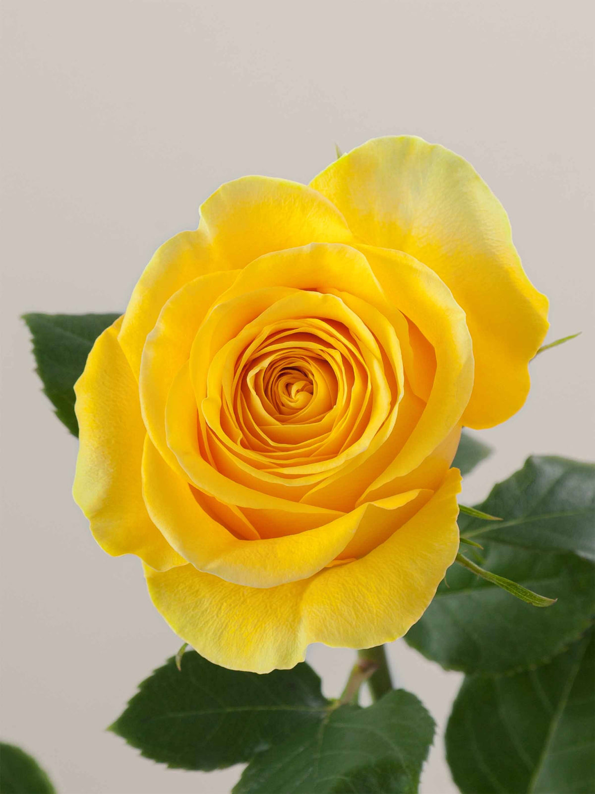 Ramo Rosas Premium Amarillas