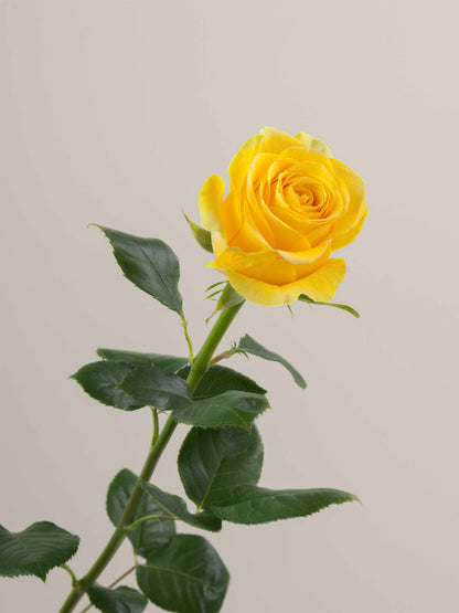 Ramo Rosas Premium Amarillas