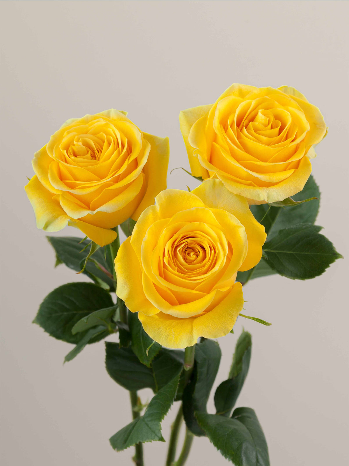 Ramo Rosas Premium Amarillas