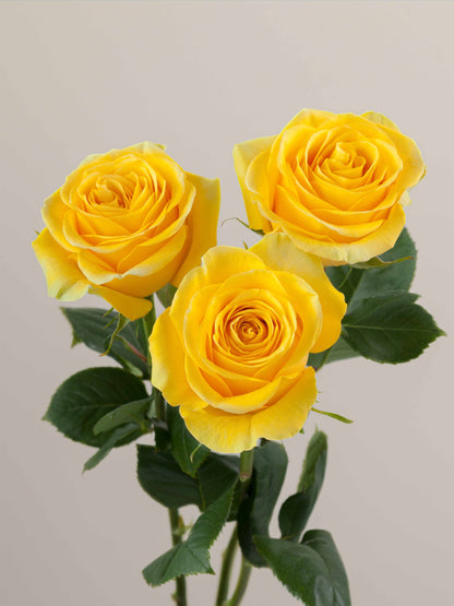 Ramo Rosas Premium Amarillas