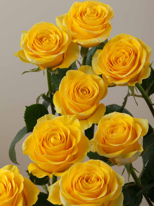 Ramo Rosas Premium amarillas