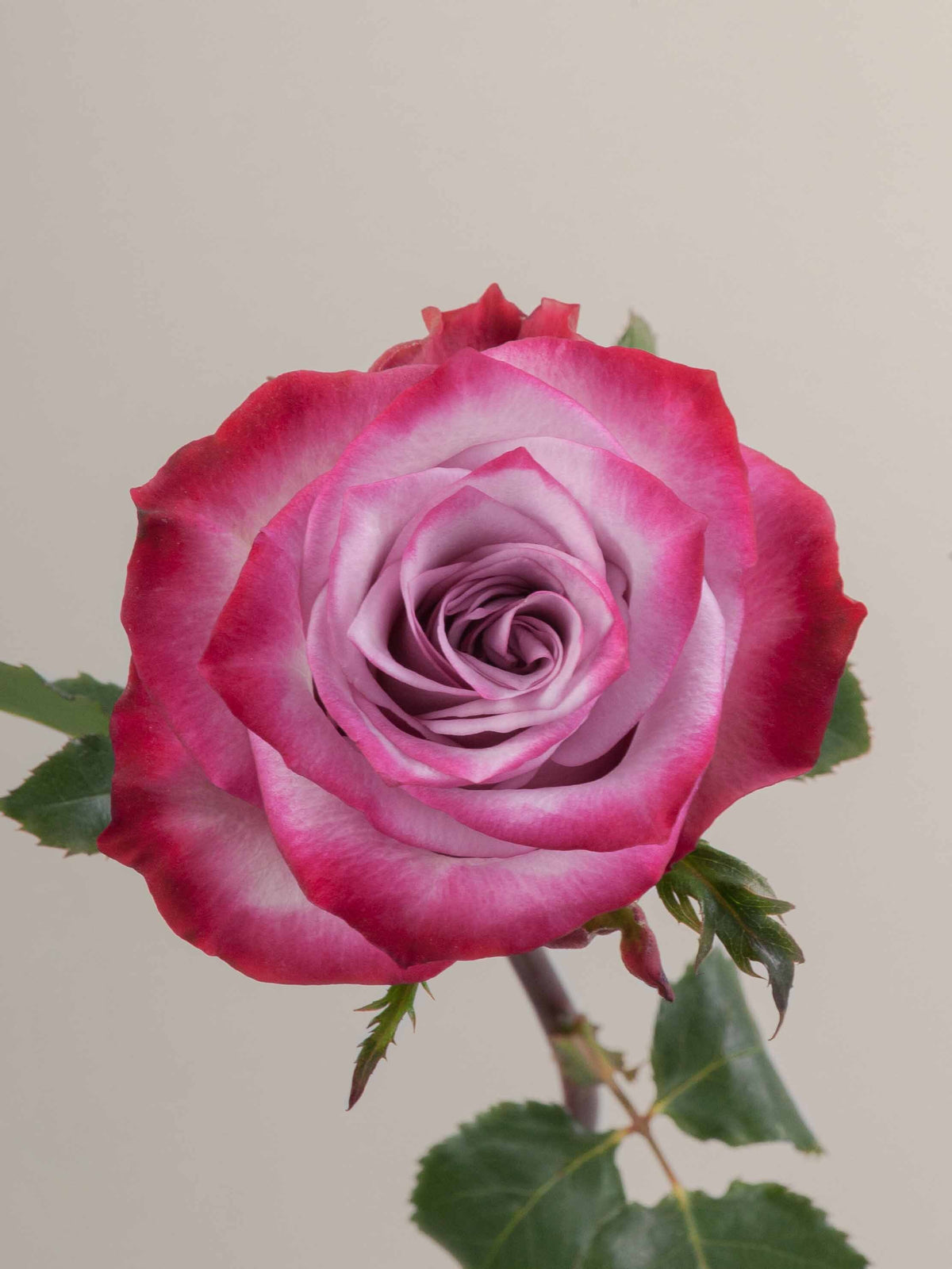 Ramo Rosas Premium Púrpura