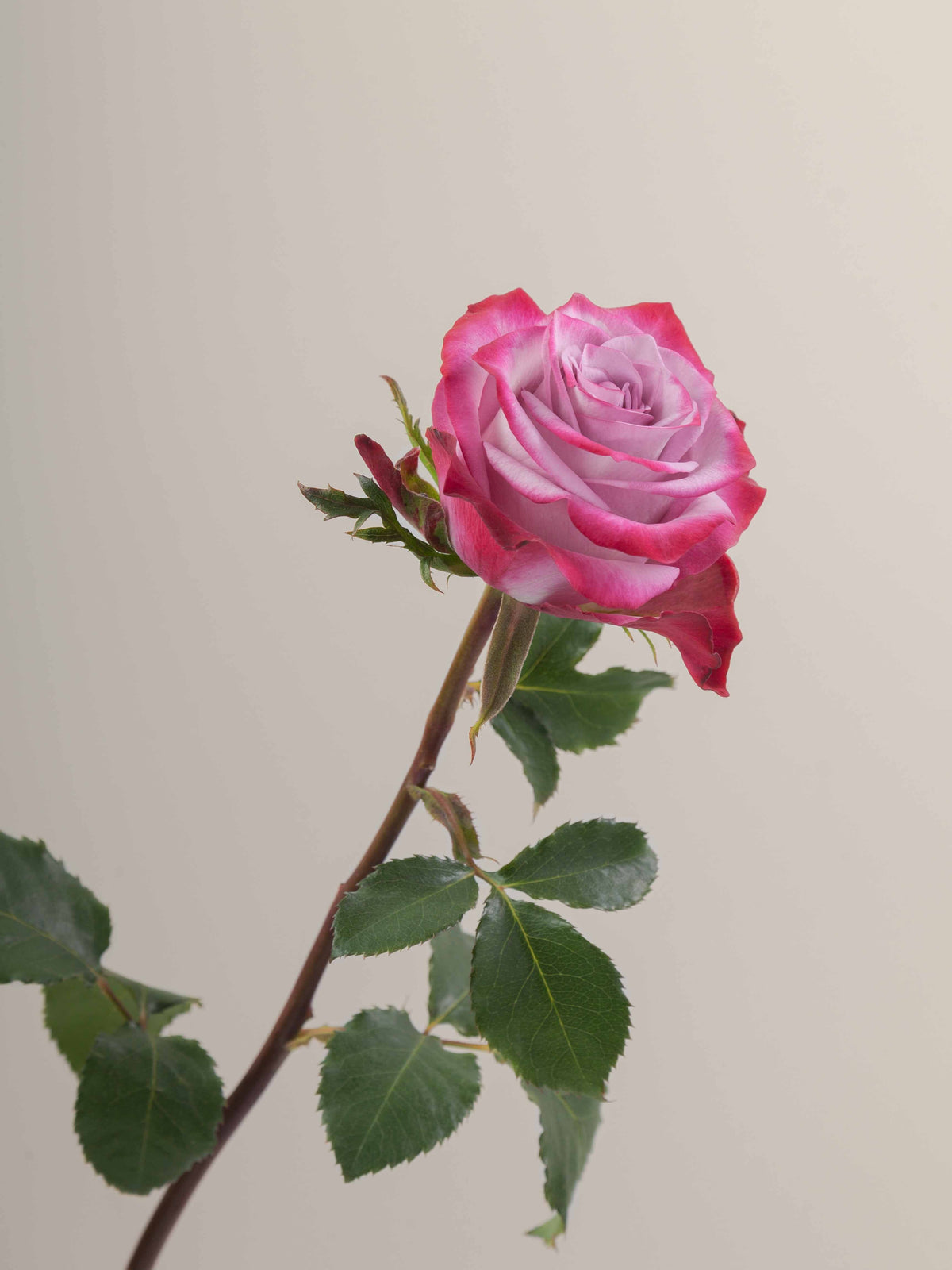 Ramo Rosas Premium Púrpura