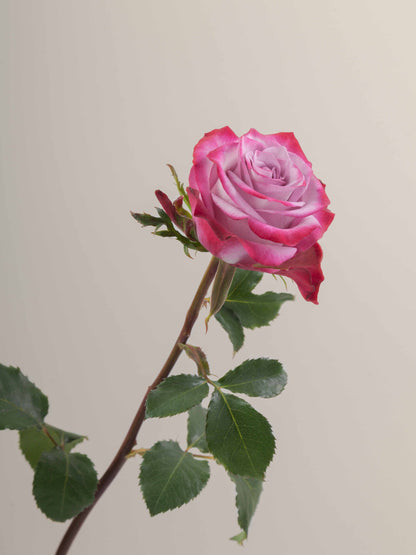 Ramo Rosas Premium Púrpura