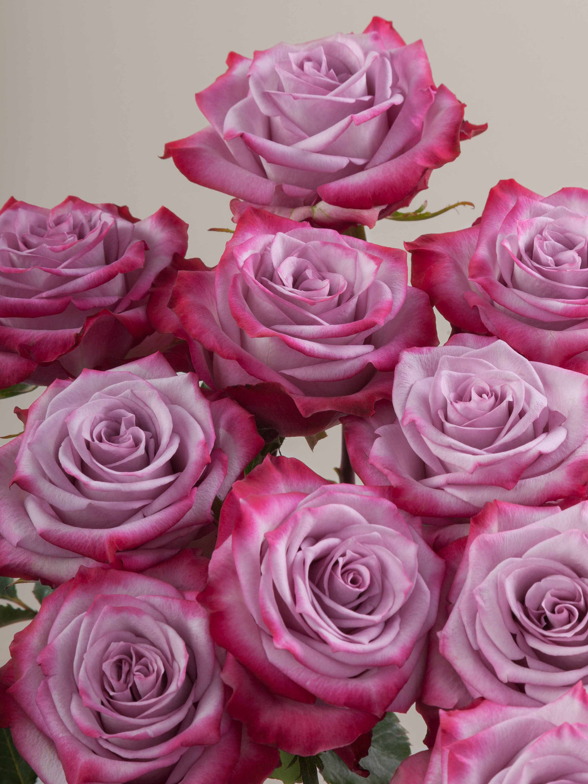 Ramo Rosas Premium Púrpura