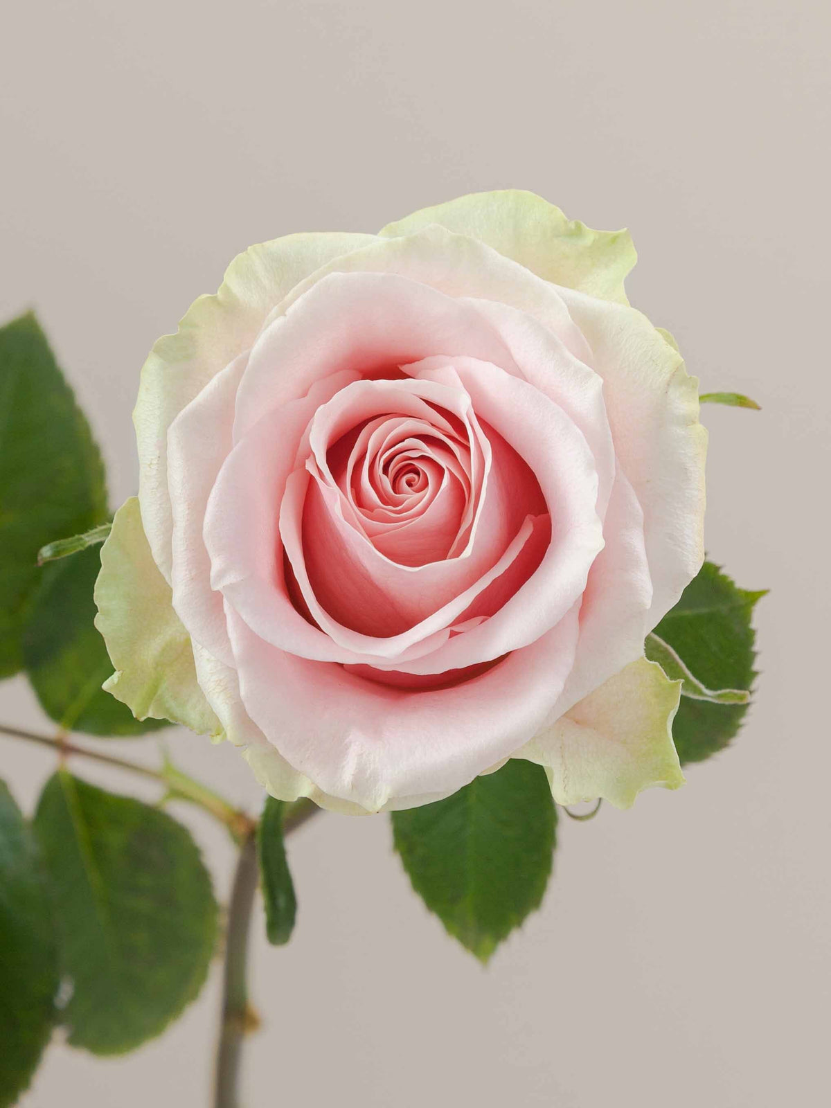 Ramo Rosas Premium Rosa