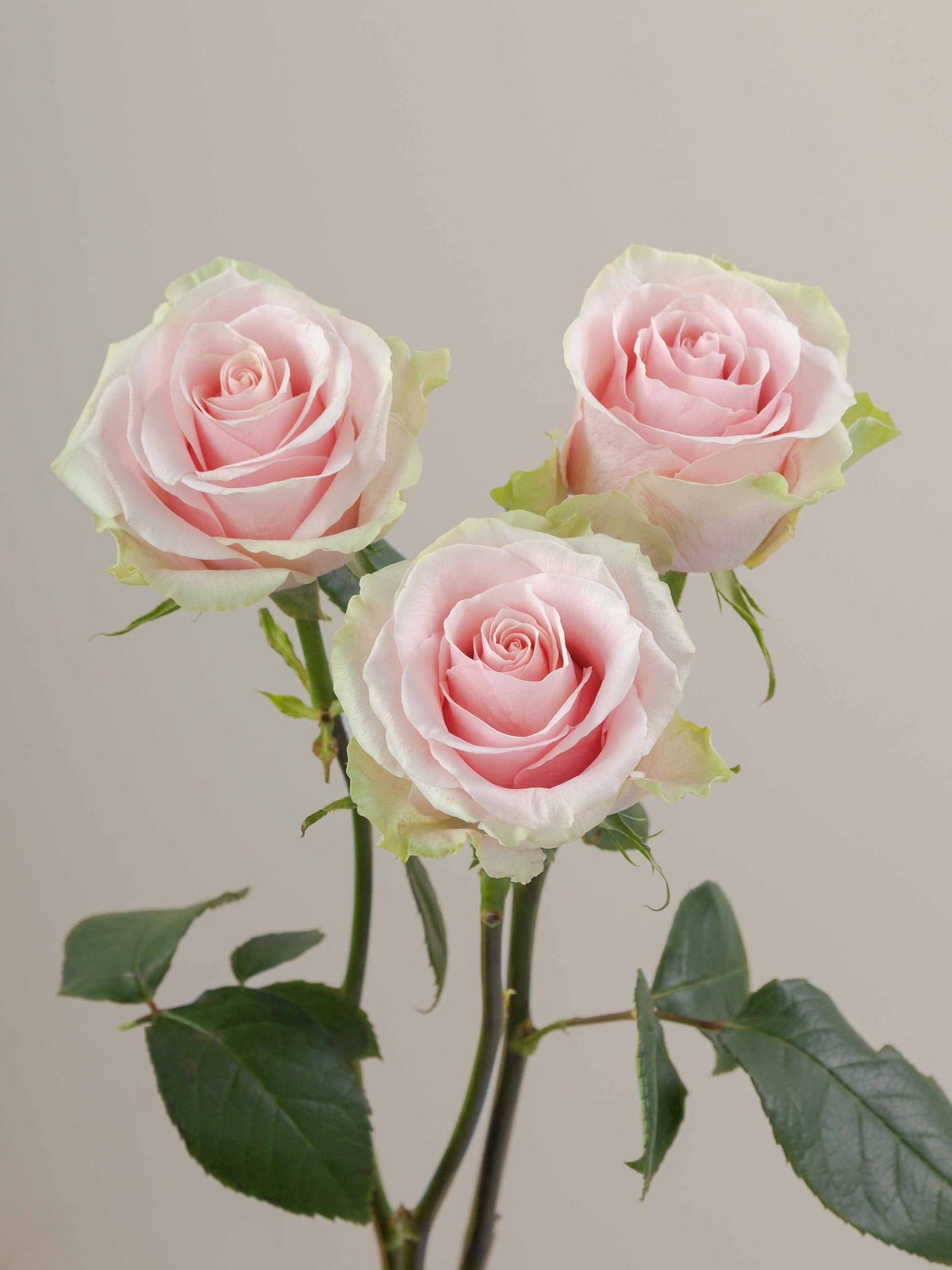 Ramo Rosas Premium Rosa