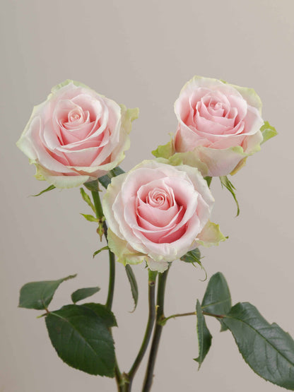Ramo Rosas Premium Rosa