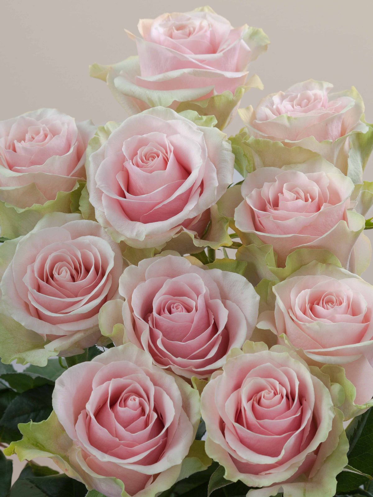 Ramo Rosas Premium Rosa