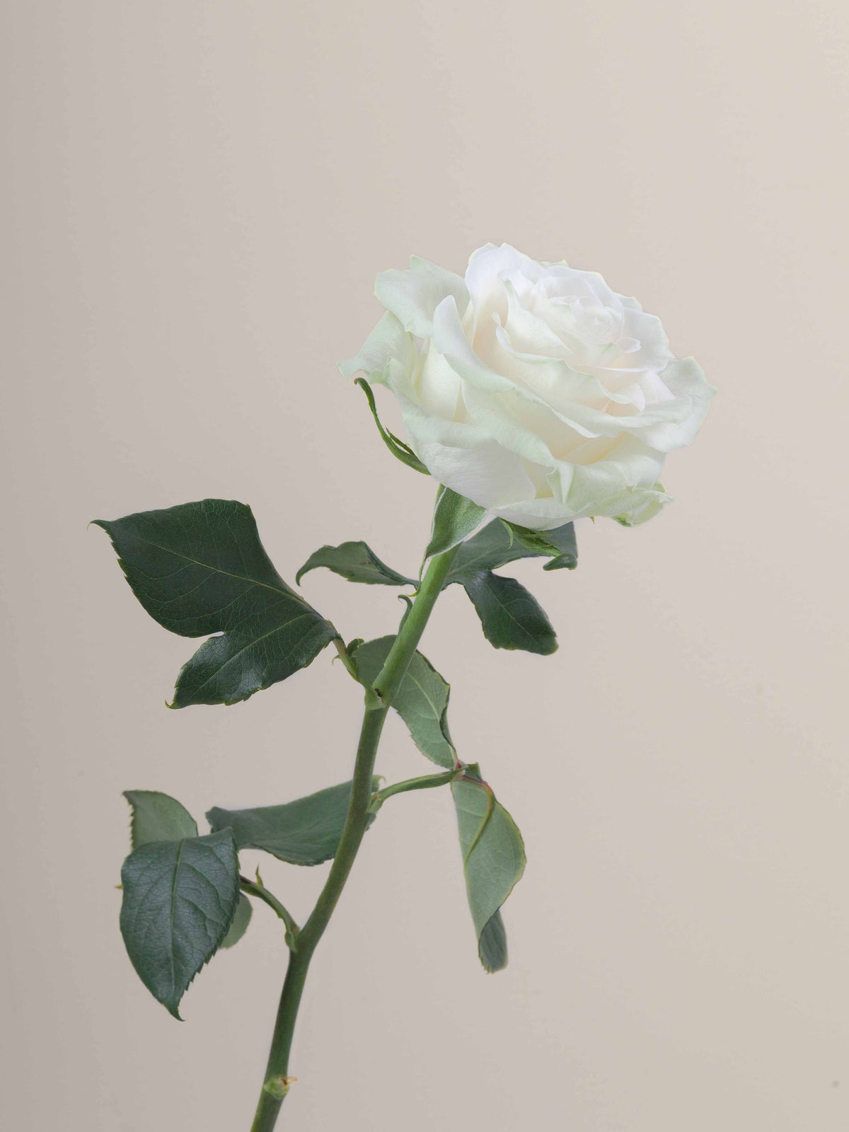Ramo Rosas Premium Blancas