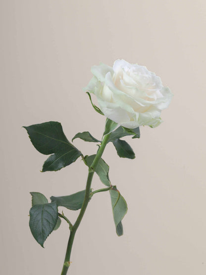 Ramo Rosas Premium Blancas