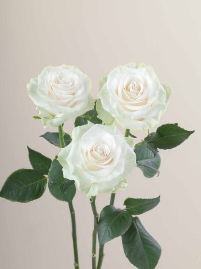 Ramo Rosas Premium Blancas