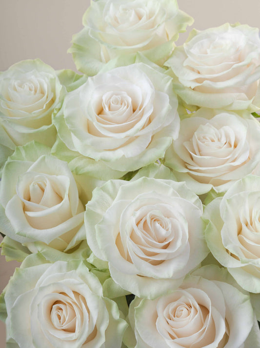 Ramo Rosas Premium blancas