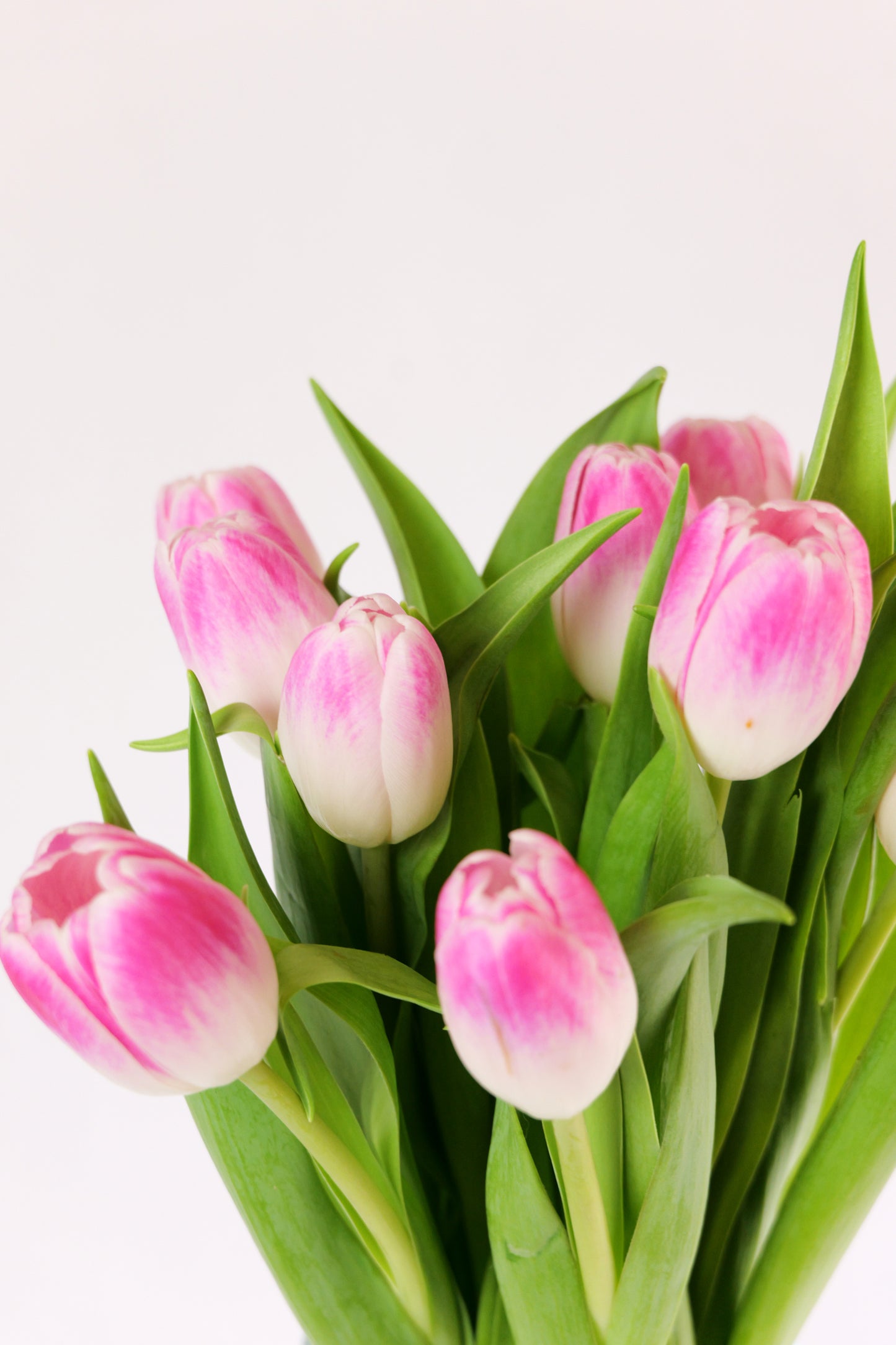 Ram de Tulipans 